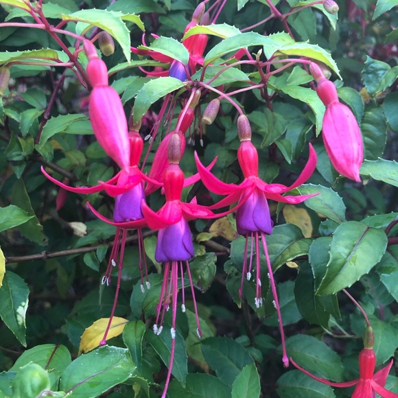 Meet your Posher, Carrie - Picture 1 of 1